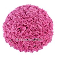 101 розовая роза «Аква»