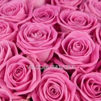 101 розовая роза «Аква»