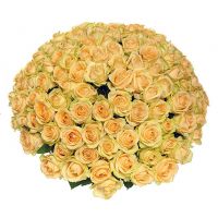 101 бежевая роза «Пич Аваланж»