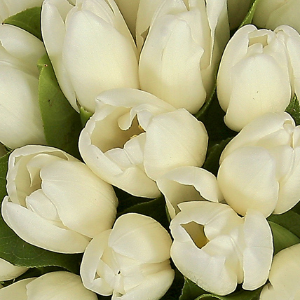 51 тюльпан   белый