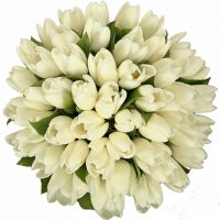 51 тюльпан   белый