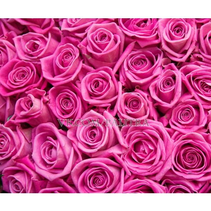 Букет-сердце из 101 розы розовой + рускус