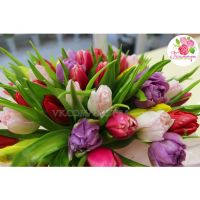 51 тюльпан (весенний МИКС)