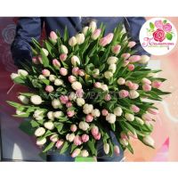 101 тюльпан бело-розовый