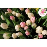 101 тюльпан бело-розовый