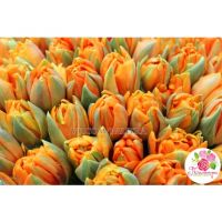 101 тюльпан оранжевый в натур. упаковке