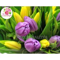 101 тюльпан: фиолетовые + желтый