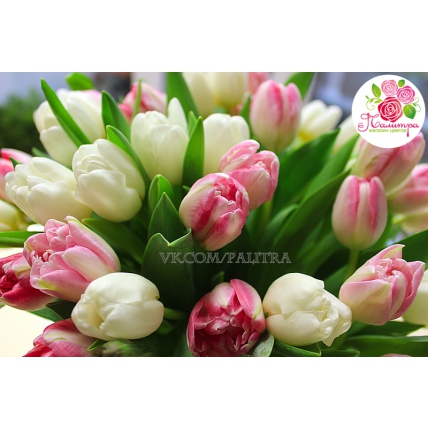 51 тюльпан розово - белый