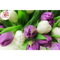 51 тюльпан бело-сиреневый