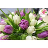 51 тюльпан бело-сиреневый