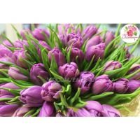 51 тюльпан сиреневый в упаковке 