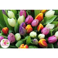 201 тюльпан микс