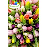 101 тюльпан  МИКС в натуральной упаковке