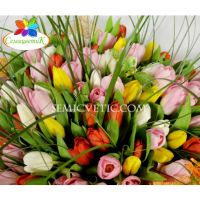 101  тюльпан  МИКС