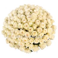 101 роза белая