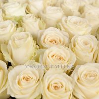 101 роза белая