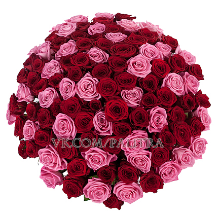 101 роза красно - розовая