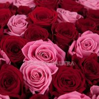 101 роза красно - розовая