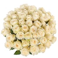 51 белая роза 