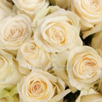 51 белая роза 