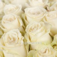 51 белая роза 