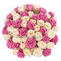 51 роза бело-розовая 