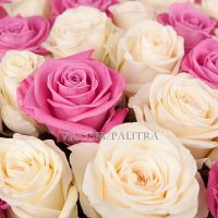 51 роза бело-розовая 