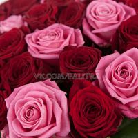 51 роза красно-розовая