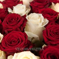 51 роза красно-белая