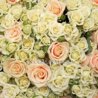 101 роза: кремовая + кустовая белая