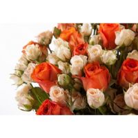 «Нежность и пламя»