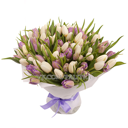 101 тюльпан : фиолетовый + белый