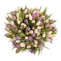 101 тюльпан : фиолетовый + белый