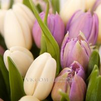 101 тюльпан : фиолетовый + белый