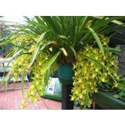 Орхидея «Цимбидиум» фото