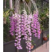 Орхидея «Дендробиум» фото