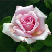 Роза нежно-розовая «Лав анлимитед» фото