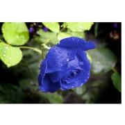 Роза синяя «Венделла блю» фото