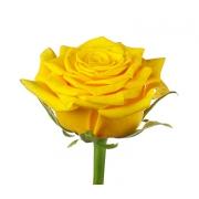 Роза желтая «Голд амбишн» фото