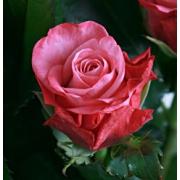 Роза розовая «Дип вотер» фото