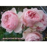 Роза пионовидная «Мария терезия» фото