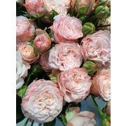 Роза пионовидная кустовая «Мадам Бомбастик» фото
