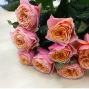 Роза пионовидная «Вувузела» фото