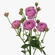 Роза пионовидная кустовая «Мисти бабблс» фото