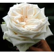 Роза пионовидная «White О'hara» фото