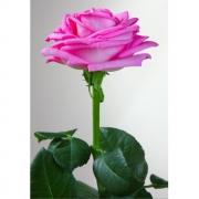 Роза розовая «Аква» фото