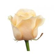 Роза кремовая «Пич Аваланж» фото