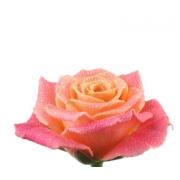 Роза персиковая «Мисс Пигги» фото