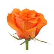 Роза оранжевая «Вайлдкард» фото