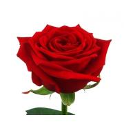 Роза красная «Ред Наоми» фото